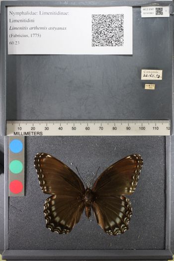 Media type: image;   Entomology 141861